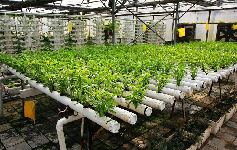 無(wú)土栽培大棚